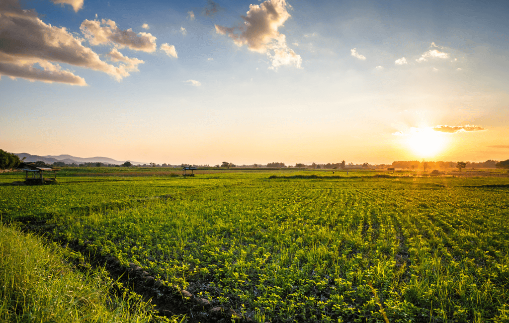 kenya farms maufruits