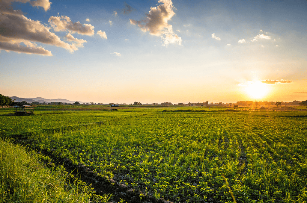 kenya farms maufruits