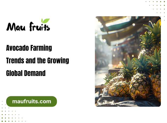 Avocado Farming Trends
