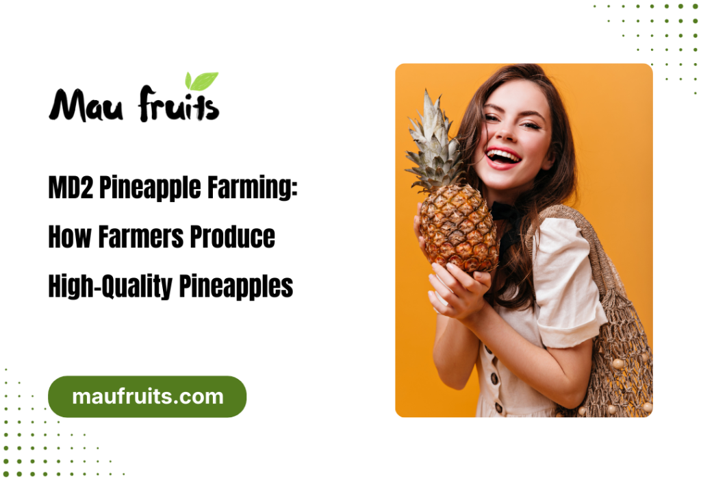 MD2 Pineapple Farming